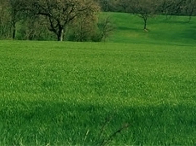 prato1-1
