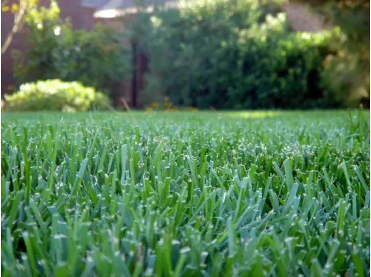 Prato macro
