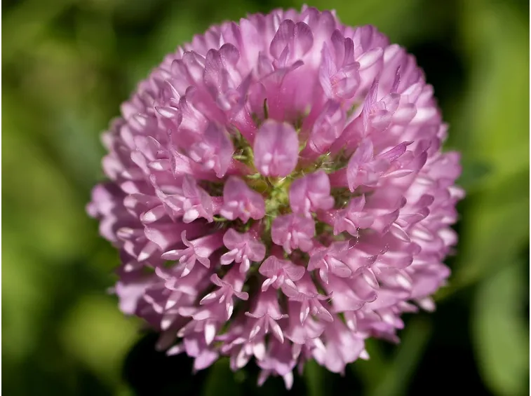 Fiore prato