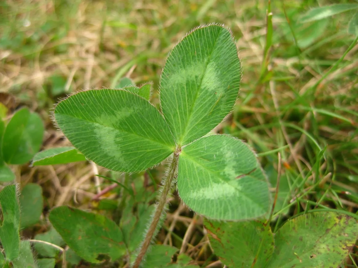 Trifoglio spontaneo
