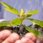 La crescita di una piantina