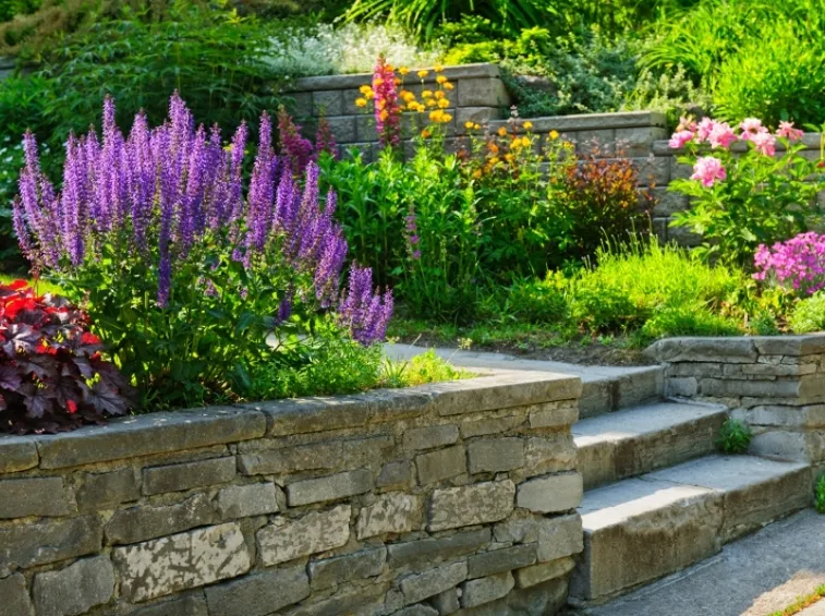 Giardino con piante varie