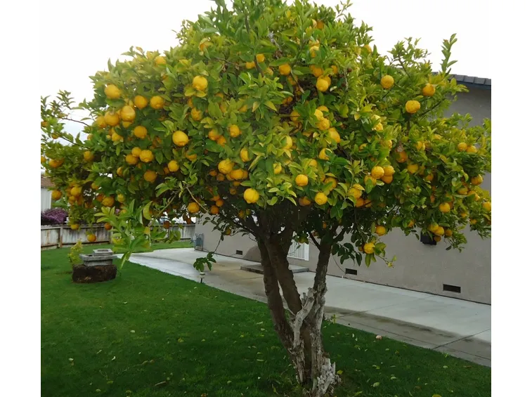 Pianta di limoni in un giardino