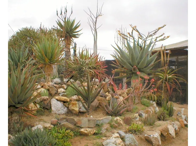 Giardino roccioso