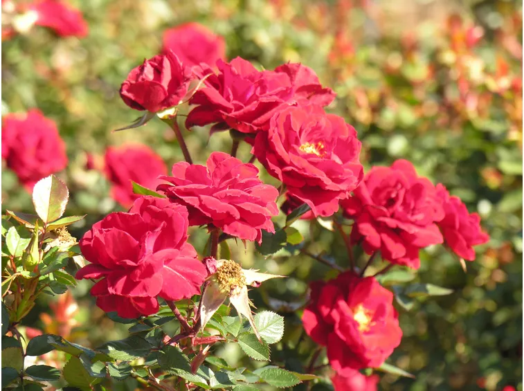 Giardino fiorito