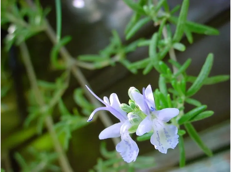 Piante aromatiche