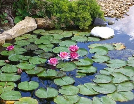 giardino con stagno