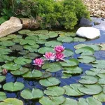 giardino con stagno