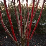 Perché progettare il colore invernale già in autunno