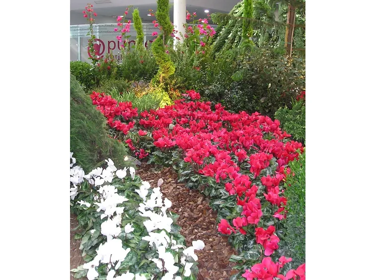 Affidarsi ai rivenditori online se si vuole una straordinaria varietà di fiori