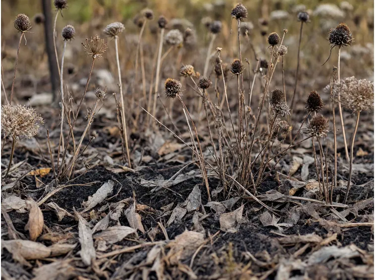 Cure nel primo anno e gestione dell'aiuola in autunno e inverno