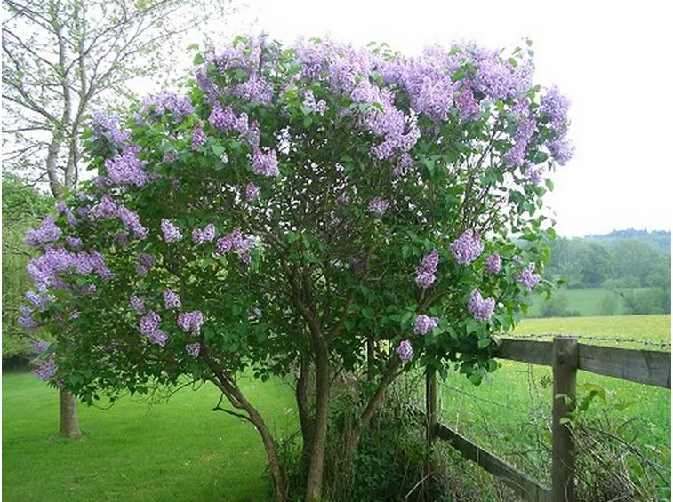 Pianta di Syringa vulgaris