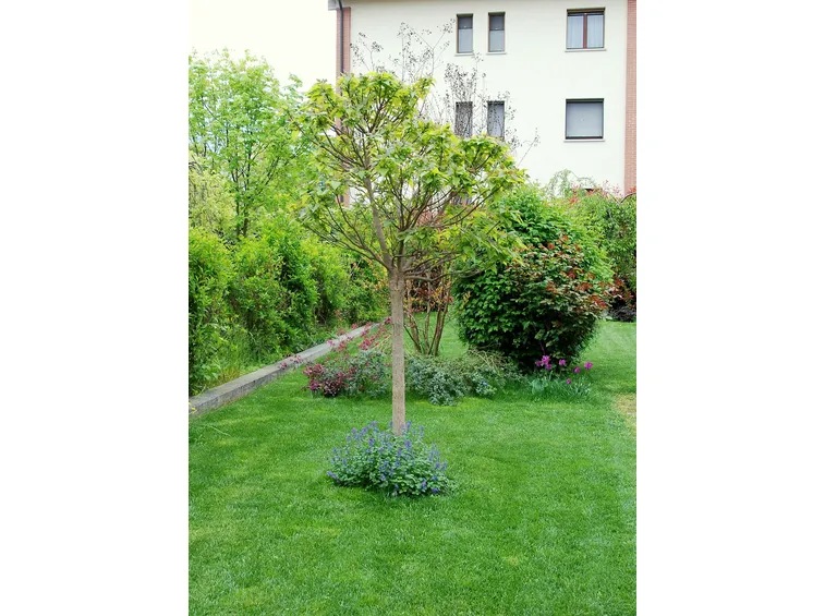 Giardino di piccole dimensioni