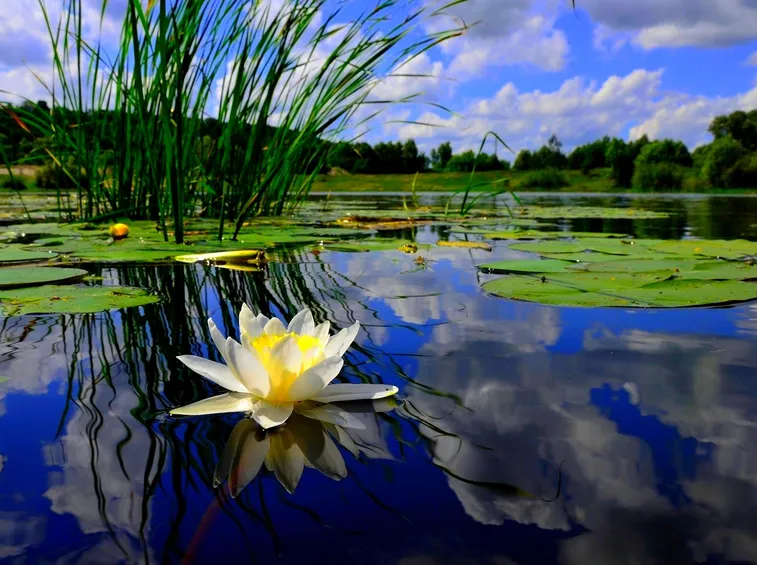 Piccolo stagno