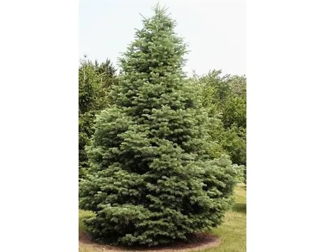 abies concolor