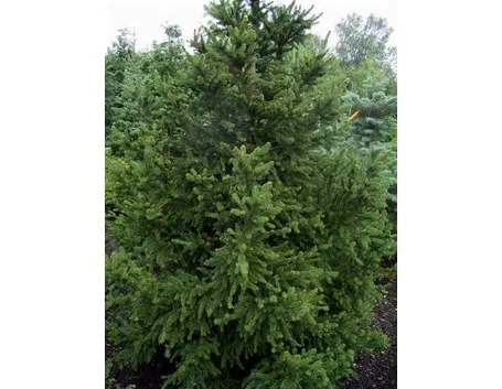 picea abis willis zwerg