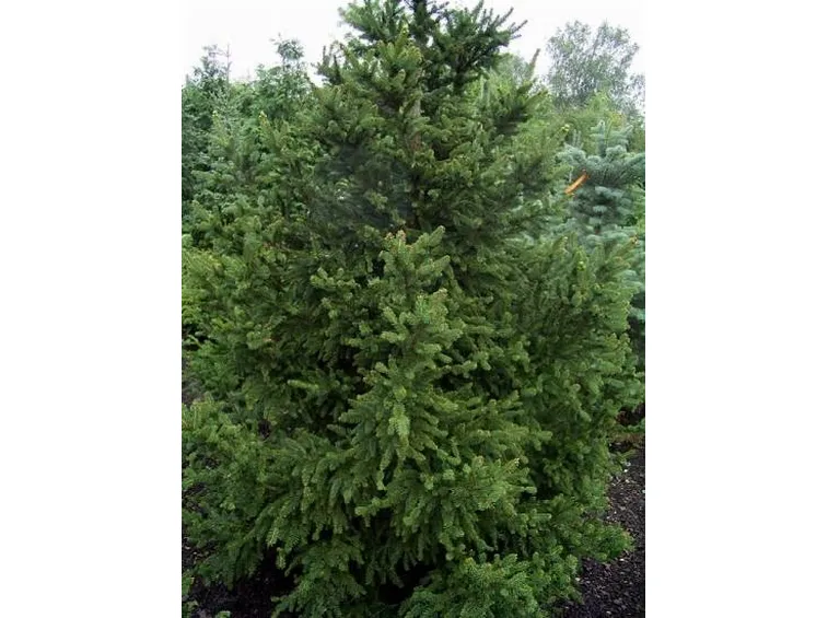 picea abis willis zwerg