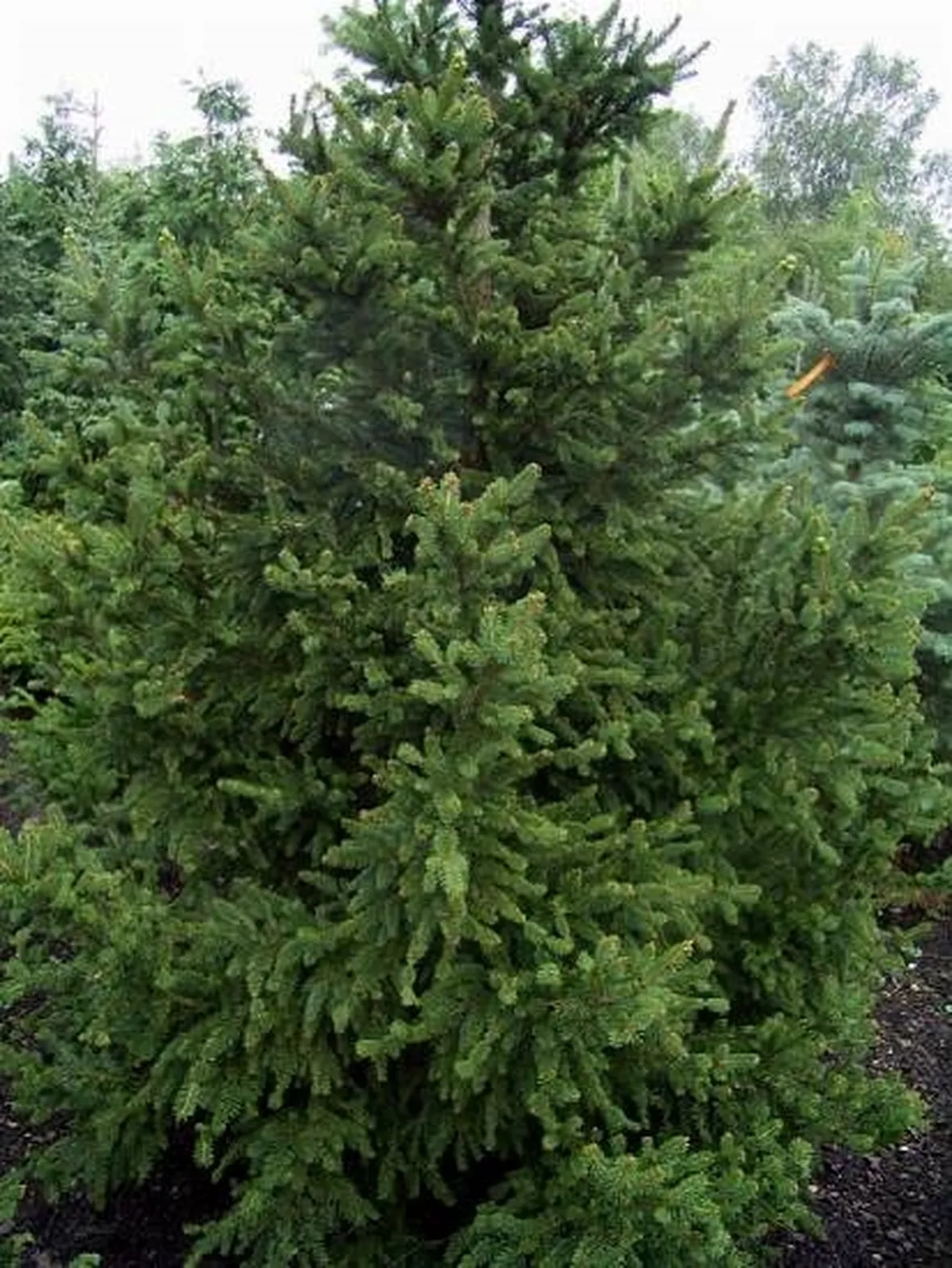 picea abis willis zwerg