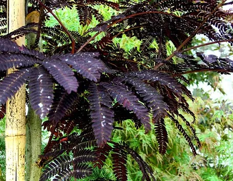 Primo piano delle foglie e dei fiori dell'acacia di Costantinopoli