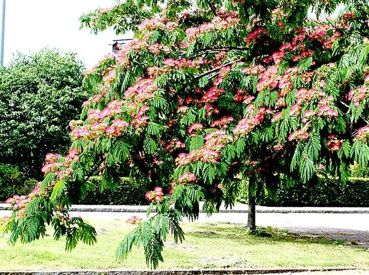 Esempio di acacia adianthifolia