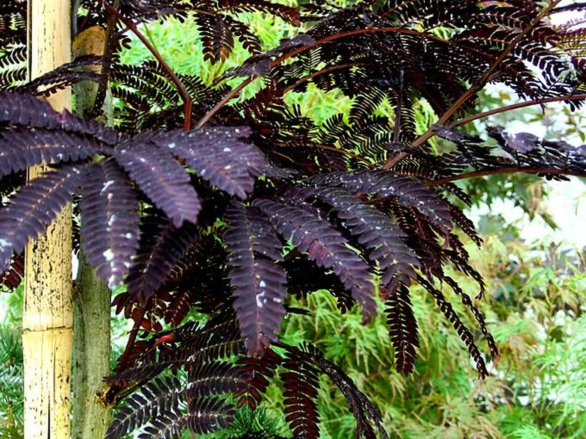 Primo piano delle foglie e dei fiori dell'acacia di Costantinopoli