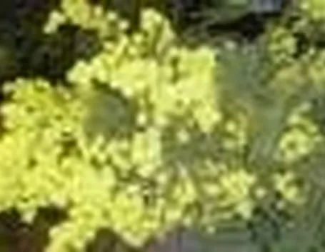 foto acacia 