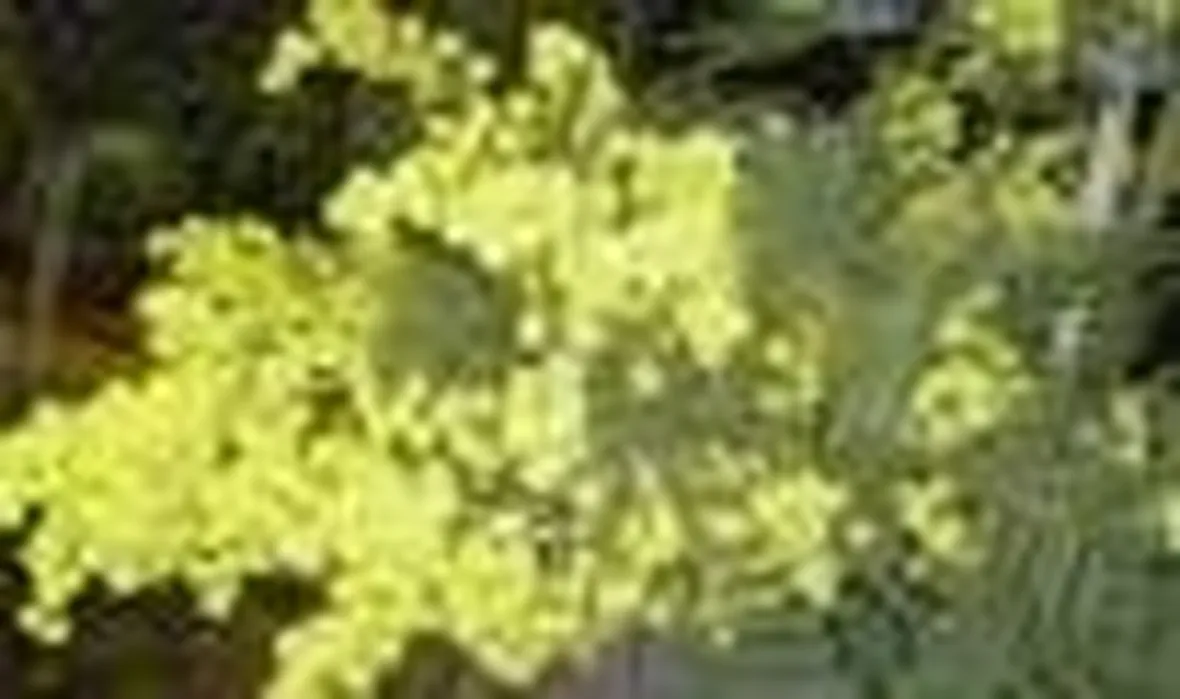 foto acacia 