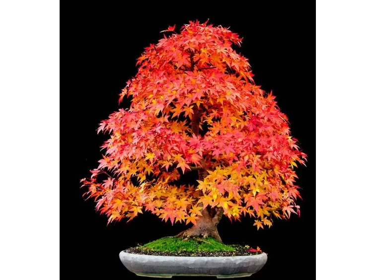 Esempio bonsai di acero campestre.