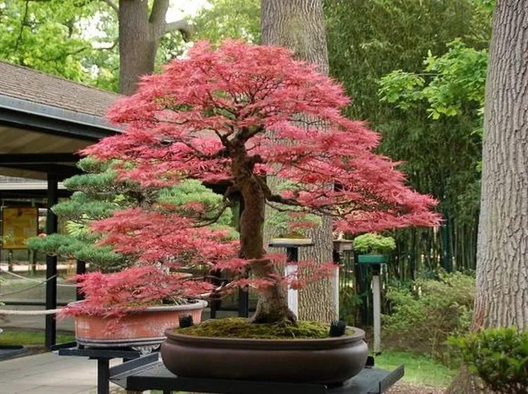 Bonsai di acero campestre.