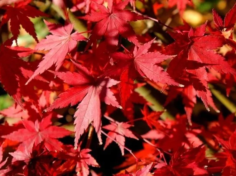 foglie acero rosso