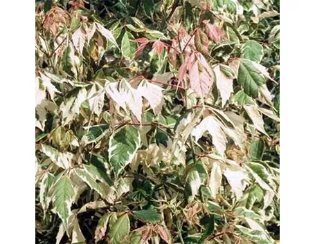 acer negundo flamingo