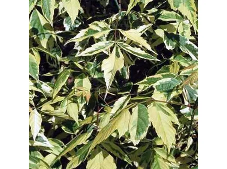 acer negundo aureomarginatum