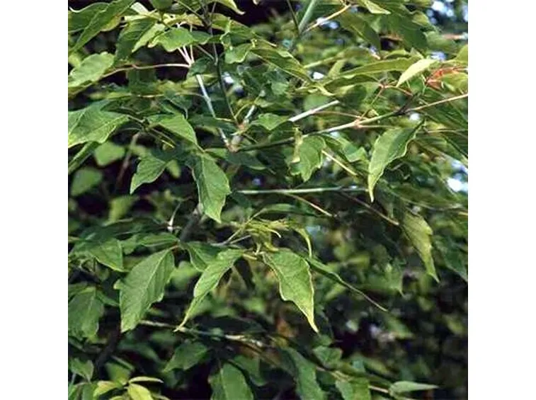 acer negundo