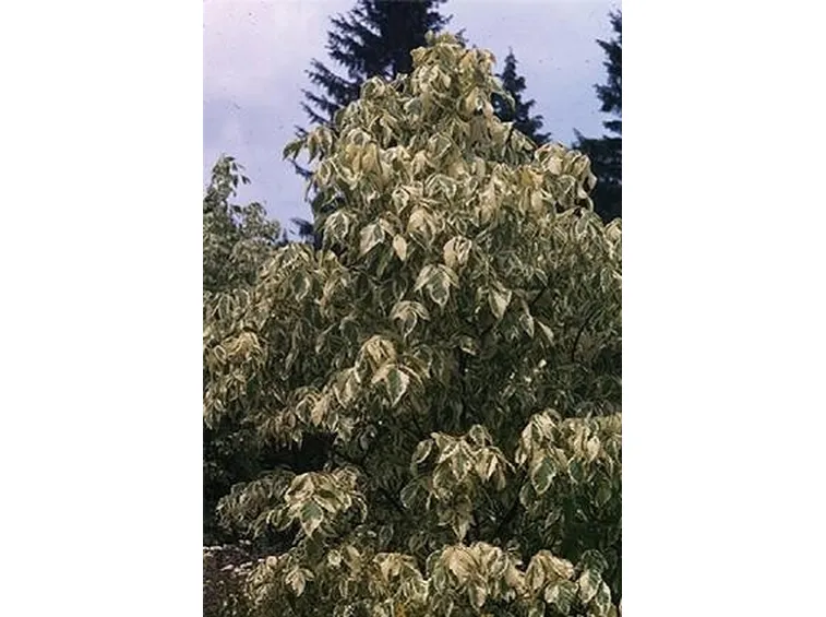 acer negundo aureovar