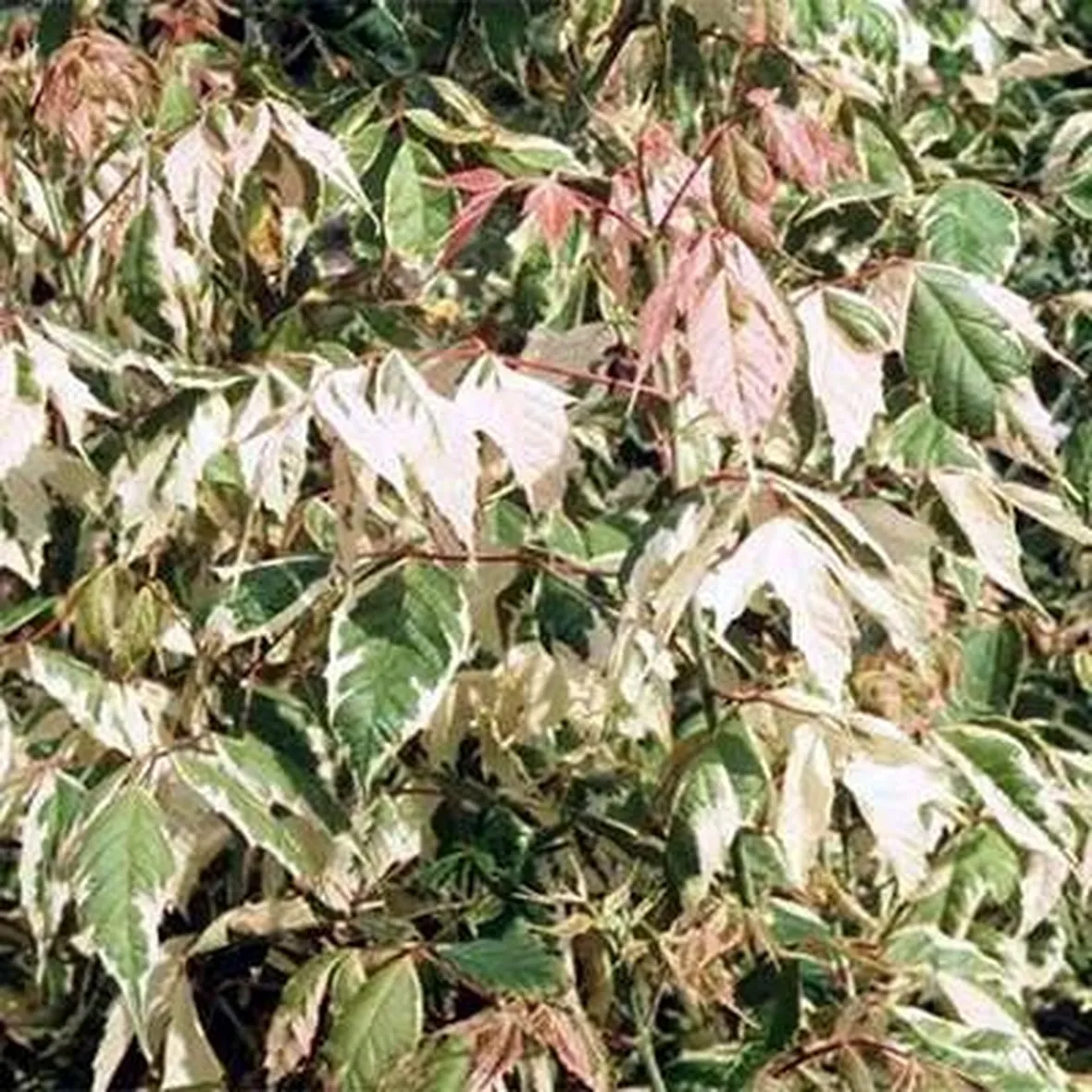 acer negundo flamingo