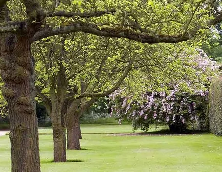 Giardino con alberi a crescita rapida