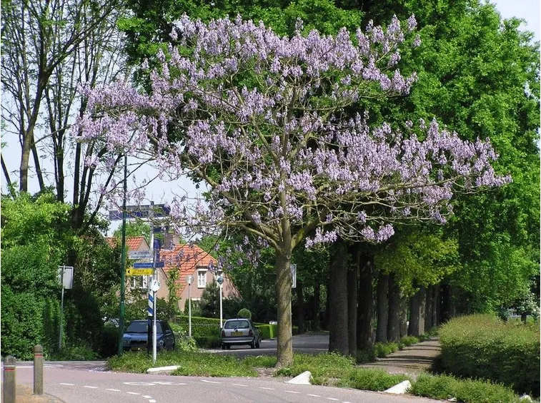 Paulownia tomentosa di grandi dimensioni