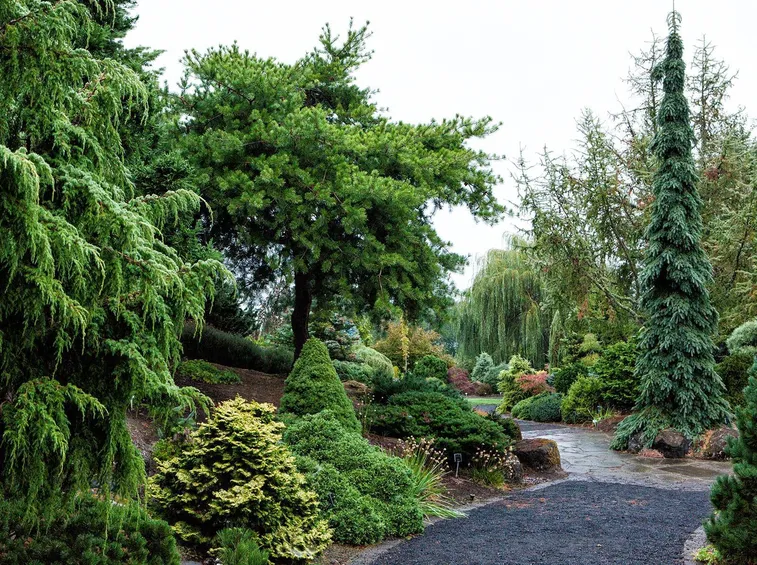 Numerosi abeti all'interno di un giardino botanico