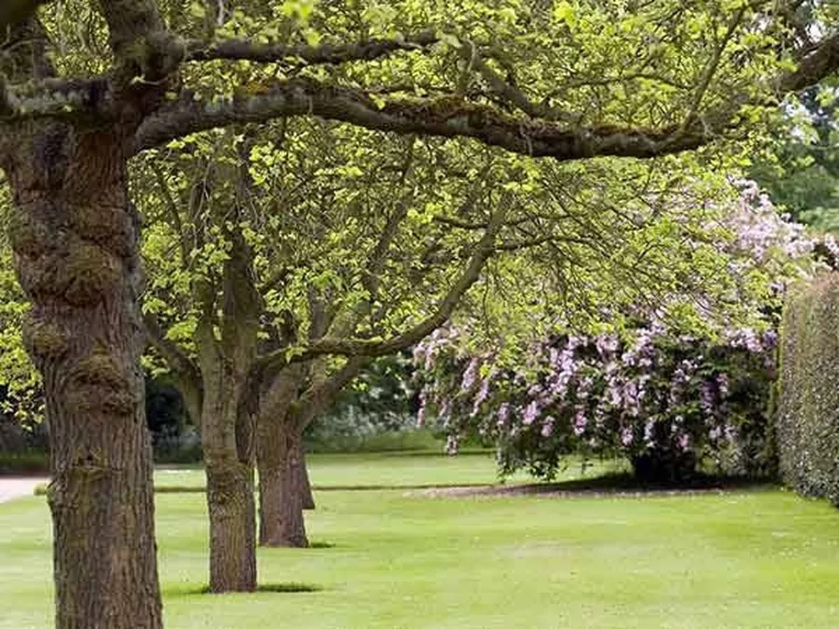Giardino con alberi a crescita rapida