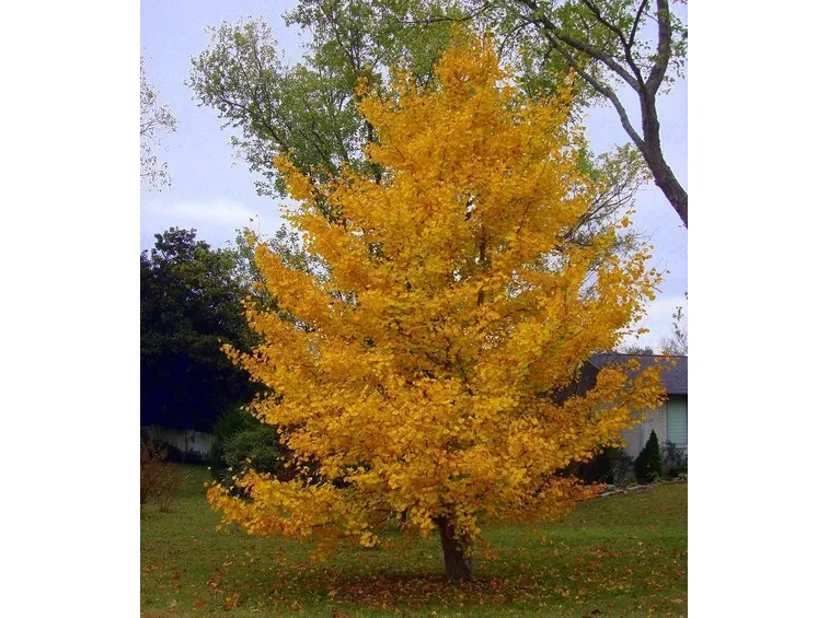 ginko biloba