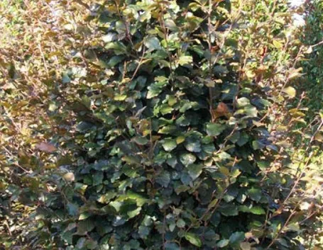 Alberi caducifoglie