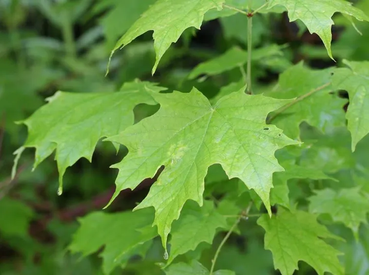 Foglie d'Acero
