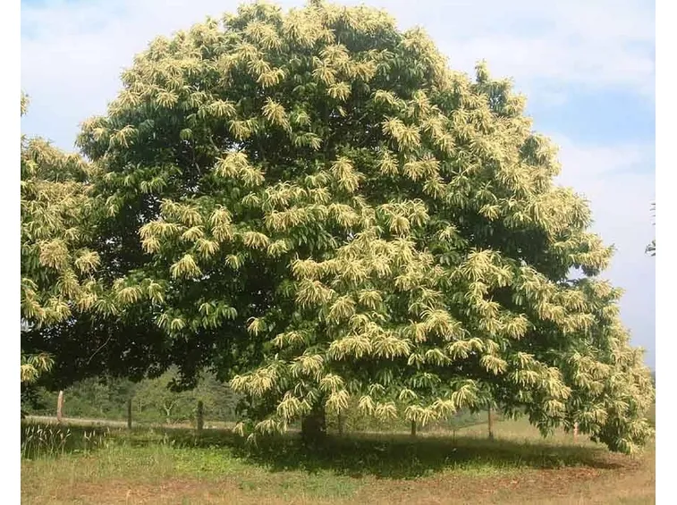 Albero di castagno