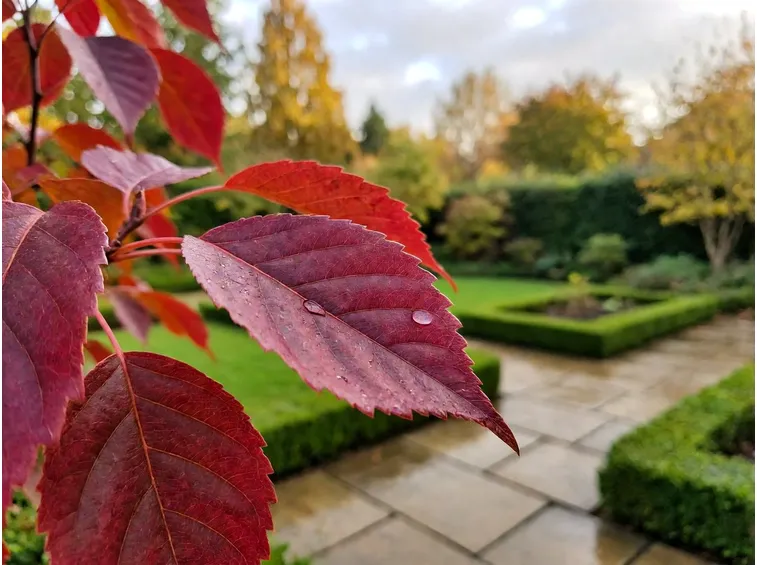 Perché le foglie di alcuni alberi diventano rosse in autunno