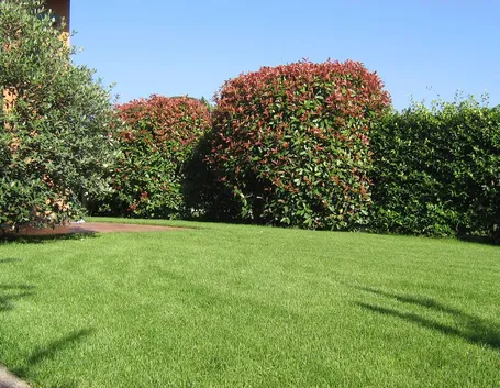 Giardino