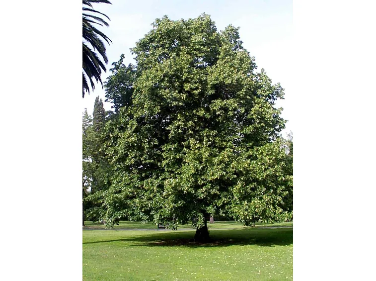 Tiglio