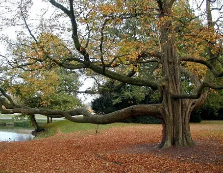 Un albero gigantesco