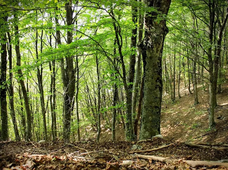 Una foresta di faggi