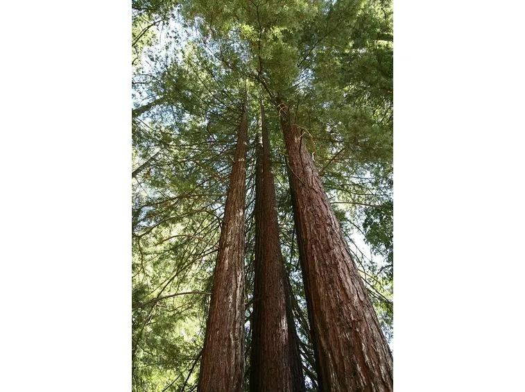Le sequoie
