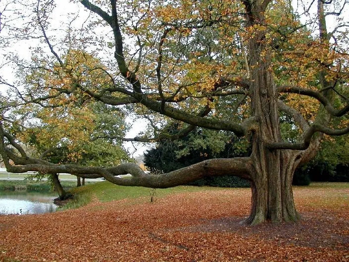 Un albero gigantesco